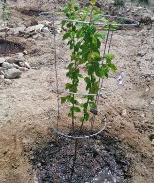 Выращивание вишни: делаем с удовольствием несложную работу