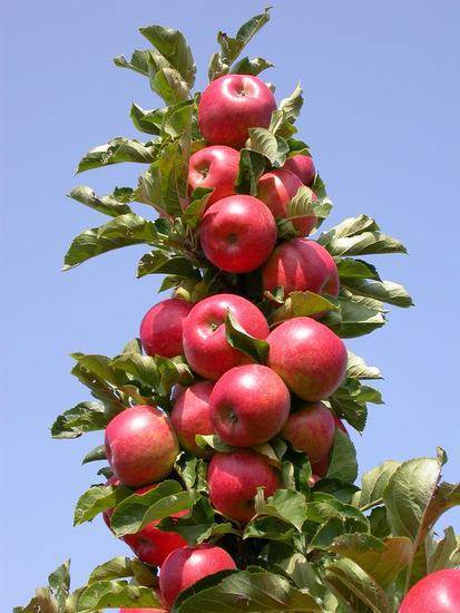 Лучшие сорта колонновидных яблонь