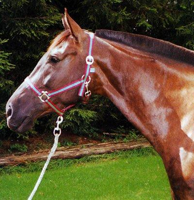 Фризская лошадь: описание породы с фото, правила ухода и содержания