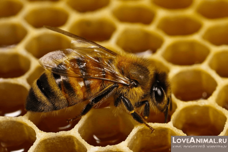 Пчелиная матка: описание, как выглядит и какую роль исполняют, жизненный цикл