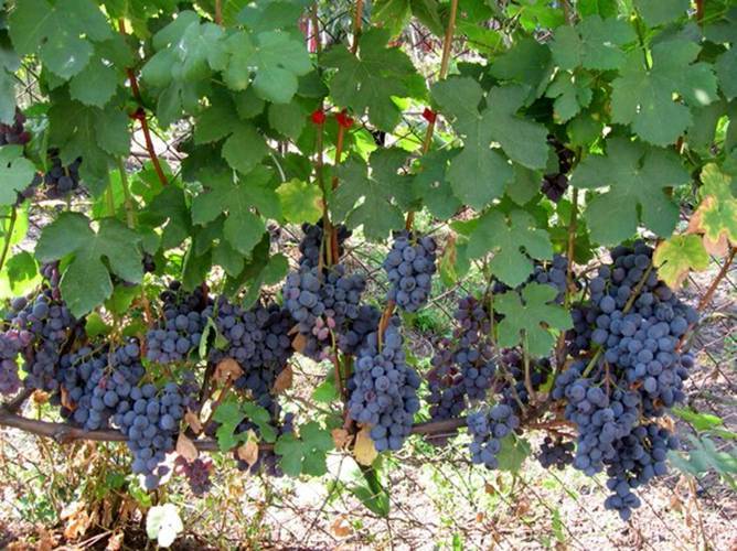 Описание 30 сортов винограда для сибири, посадка и уход для начинающих