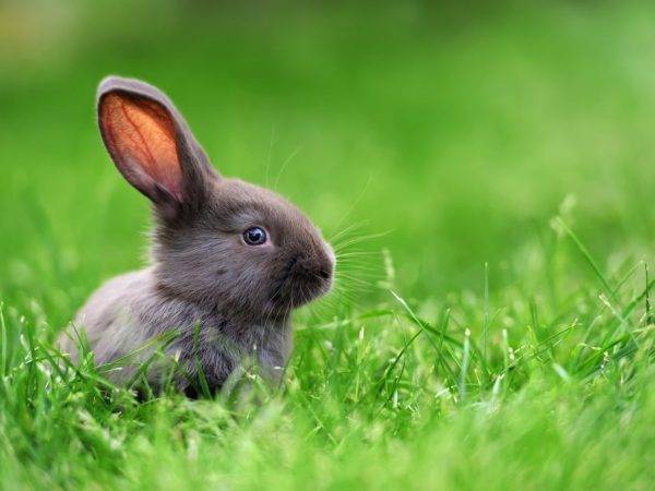 Можно ли давать кроликам кукурузу и в чем ее польза для животных