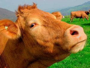 Лептоспироз у коров: правила лечения, опасные осложнения, советы по профилактике