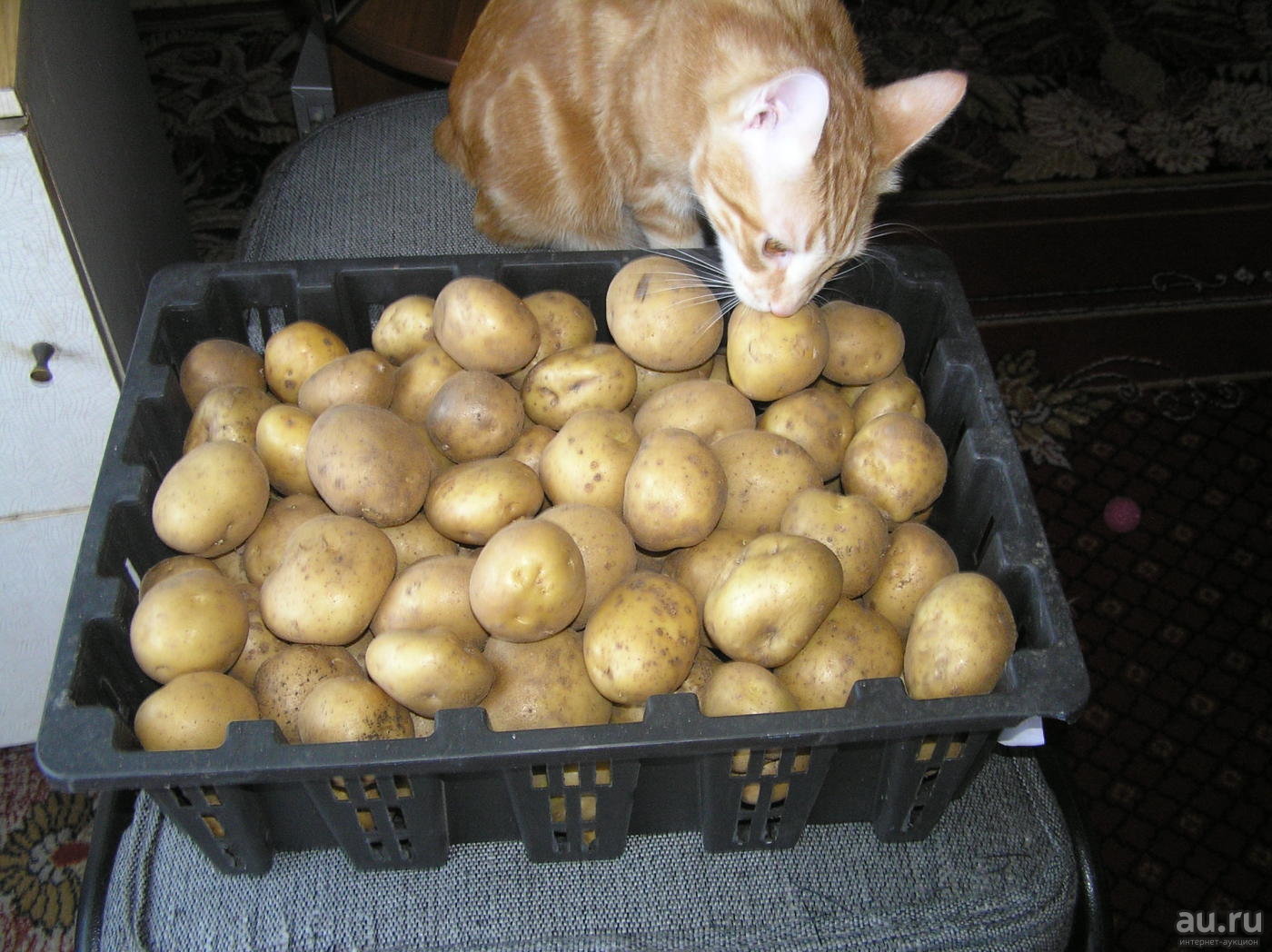 Суперранний и суперурожайный картофель «джувел»: описание сорта и важные нюансы при выращивании