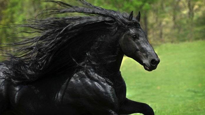 Топ 10 самых больших лошадей в мире