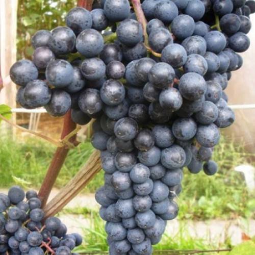 Выращивание винограда память домбковской (бчз)