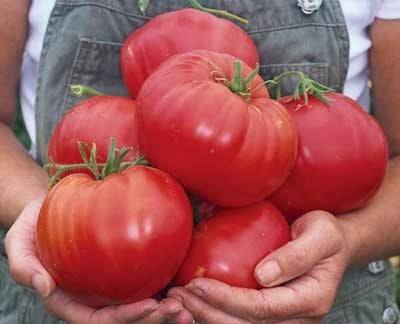 Добрыня Никитич: описание сорта томата, характеристики помидоров, посев