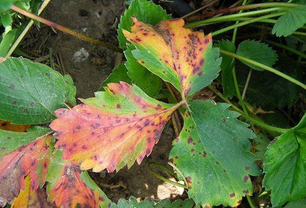 Почему скручиваются листья у клубники: основные причины