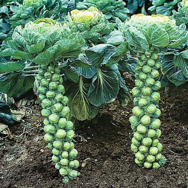 О выращивании брюссельской капусты в открытом грунте: посадка, уход, агротехника