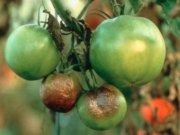 Чем побрызгать помидоры от болезней
