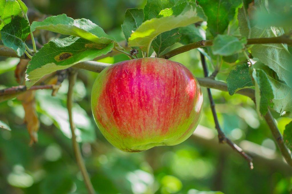 Сорт яблони синап и его разновидности: высокий урожай при минимальном уходе