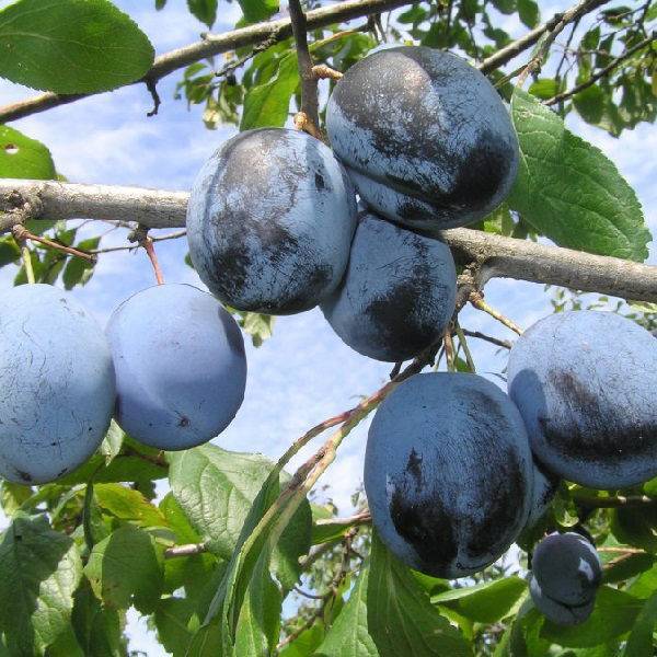О сливе синий дар: описание сорта, агротехника выращивания, особенности ухода