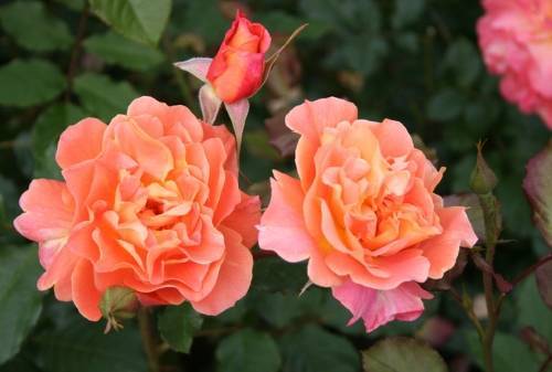 Тонкости посадки, размножения и выращивания парковой розы вестерленд
