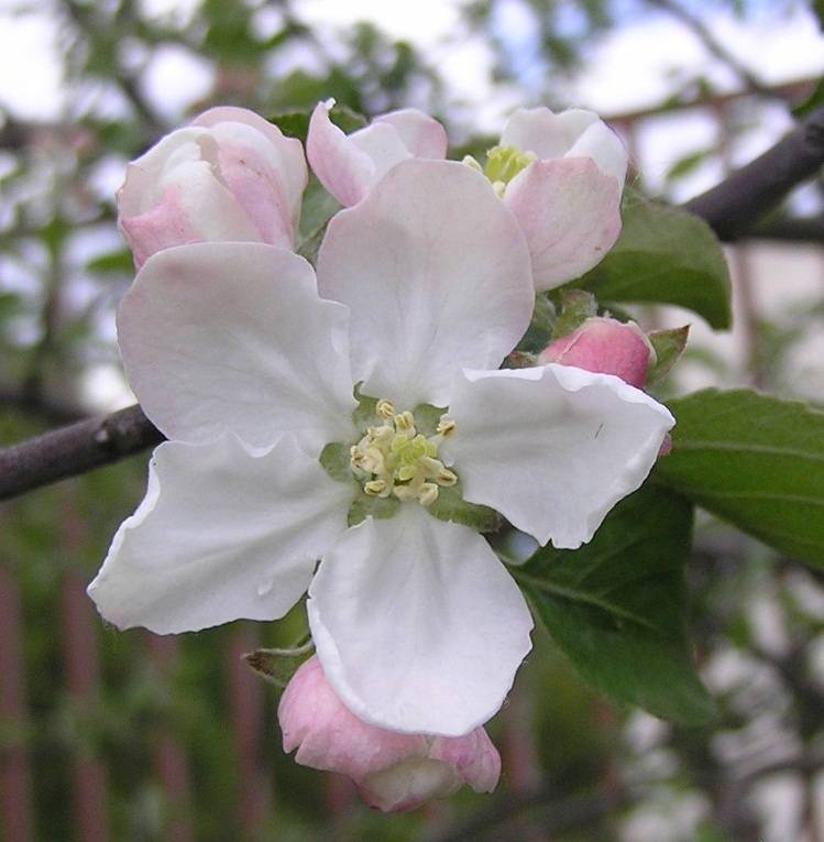 Яблоня домашняя. Malus domestica яблоня цветок. Яблоня Женева дерево. Яблоня домашняя цветет. Цветки и плоды яблони.