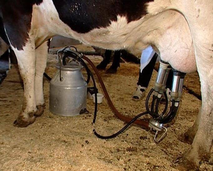 О доильном аппарате (технология доения коров в домашних условиях)