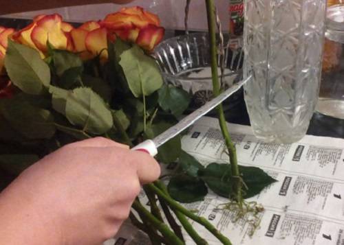 Как сохранить розы срезанные в вазе дольше – все способы