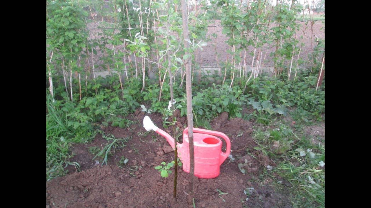 Как правильно подготовить почву и посадочную яму для яблони