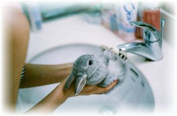 Можно ли купать кроликов декоративной породы