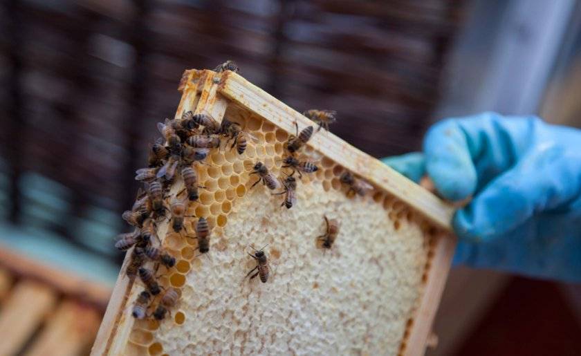 Сколько рамок с медом оставлять пчелам на зиму