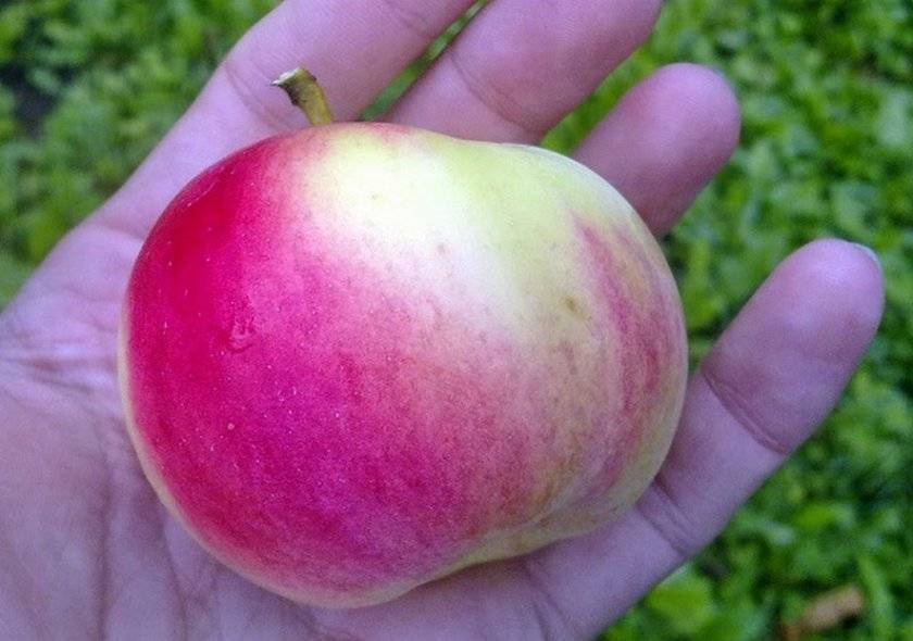 Сорт яблонь десертный петрова: описание сорта и его фото