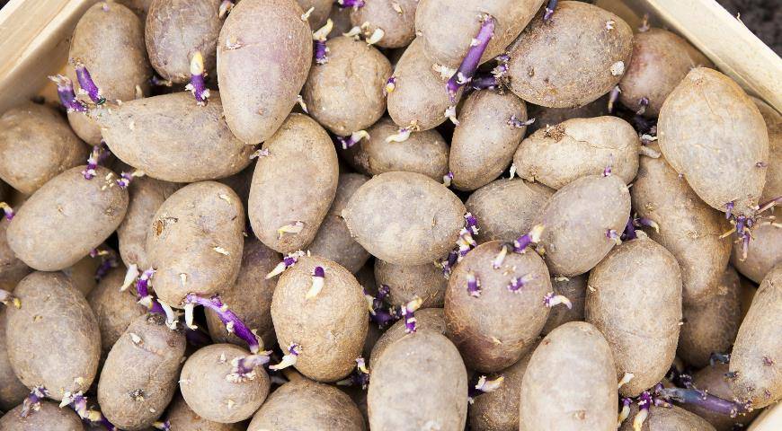 Готовим клубни картофеля к посадке: как не упустить важные моменты