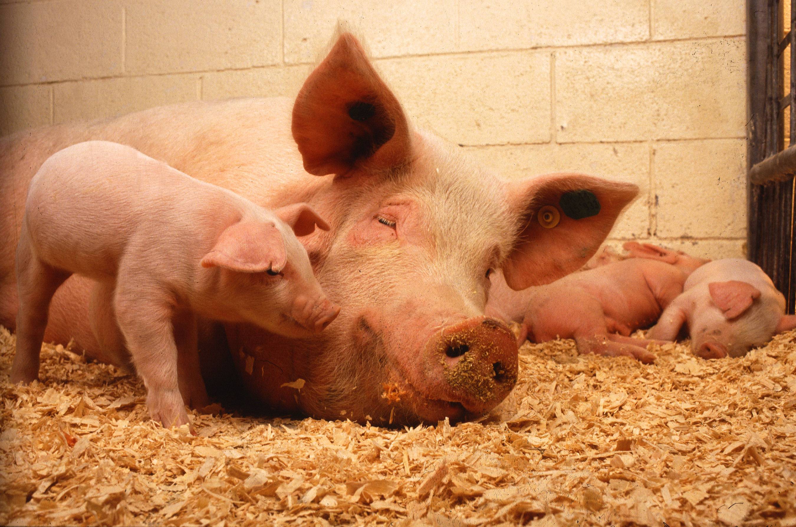 Секреты разведения свиней в домашних условиях