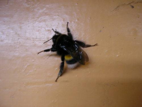 Пчёлы, осы, шмели, шершни. как различить их гнёзда?