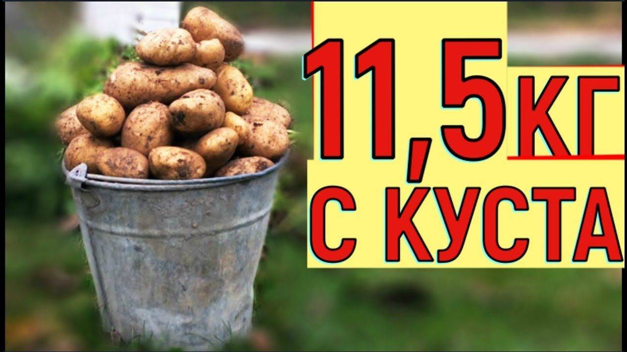 Как выращивать картофель из семян в домашних условиях