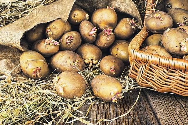 Посадка картофеля весной в открытый грунт: сроки высадки и технология выращивания