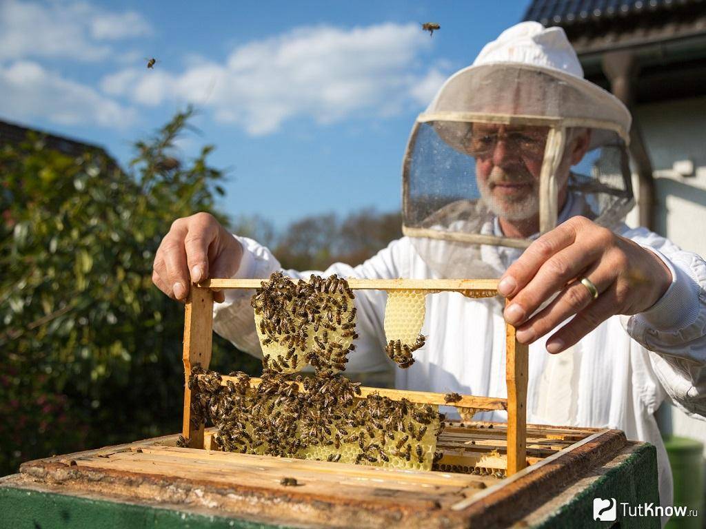 Разведение пчел для начинающих: с чего начать, советы пчеловодов, видео