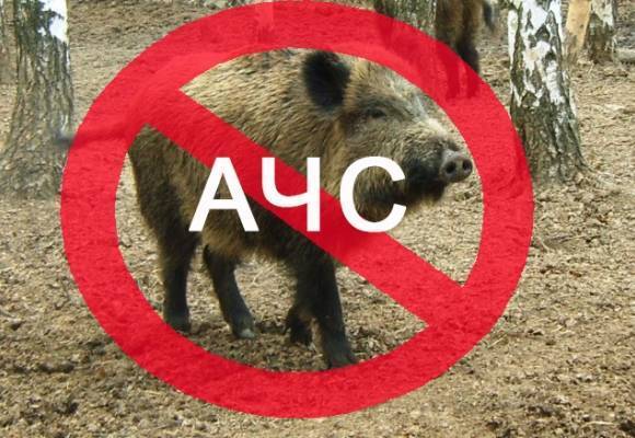 Признаки и профилактические меры африканской свиной чумы