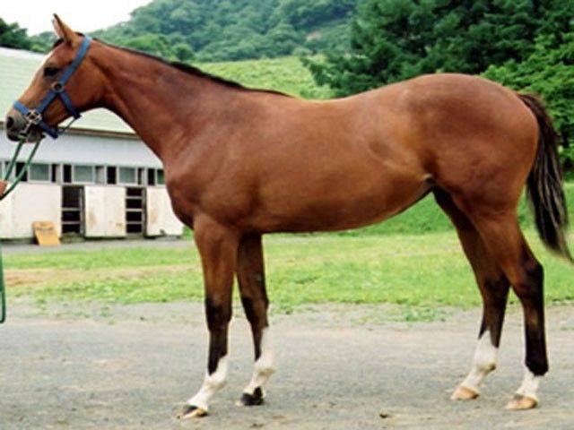 Кабардинская порода лошадей (28 фото): характеристика породы и история ее происхождения. особенности разведения и содержания