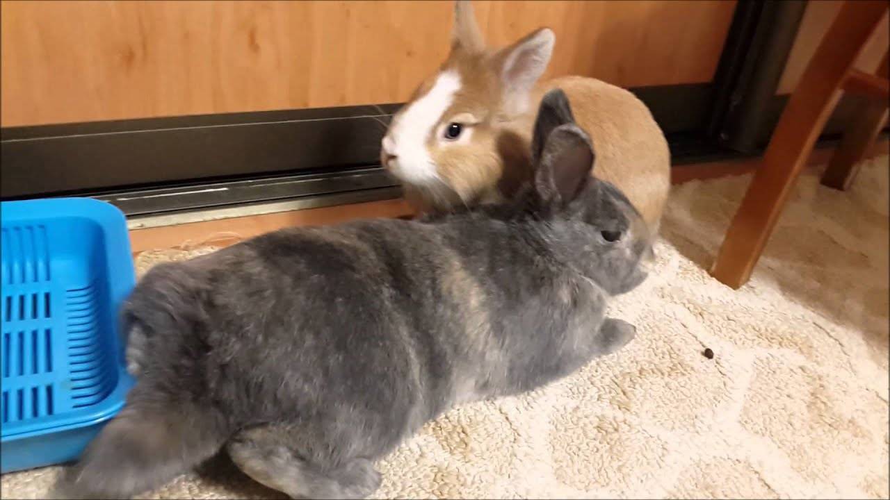 Содержание кроликов в домашних условиях. декоративные кролики: уход и содержание