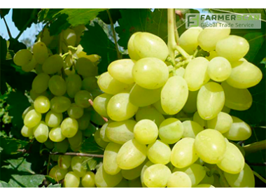 Виноград долгожданный: характеристика и описание сорта