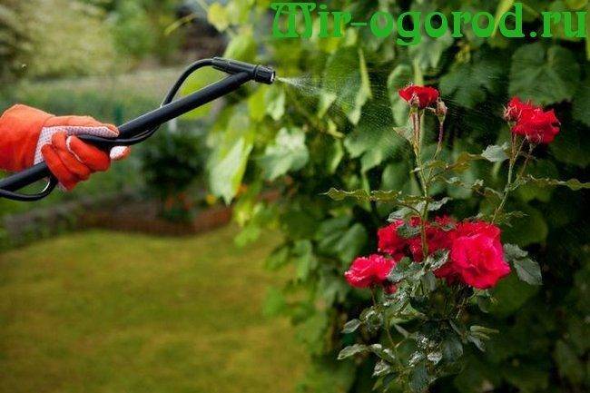 Подкормка роз - советы цветоводам