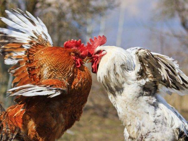 Цыплята клюют друг друга до крови: что делать