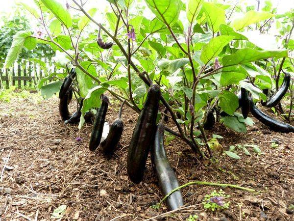 Выращивание, уход за рассадой, высадка в открытый грунт баклажанов