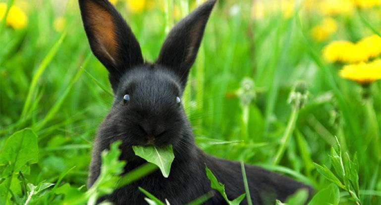 Чем кормить декоративного кролика? составление рациона в домашних условиях. сколько раз в день едят кролики? какой корм выбрать? можно ли давать кроликам грушу?