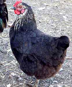Московская черная порода кур: описание