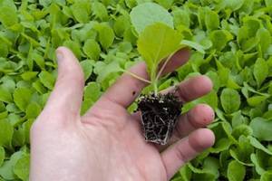 Как подготовить семена базилика перед посадкой и зачем это делать? нужно ли зерна прогревать и замачивать?