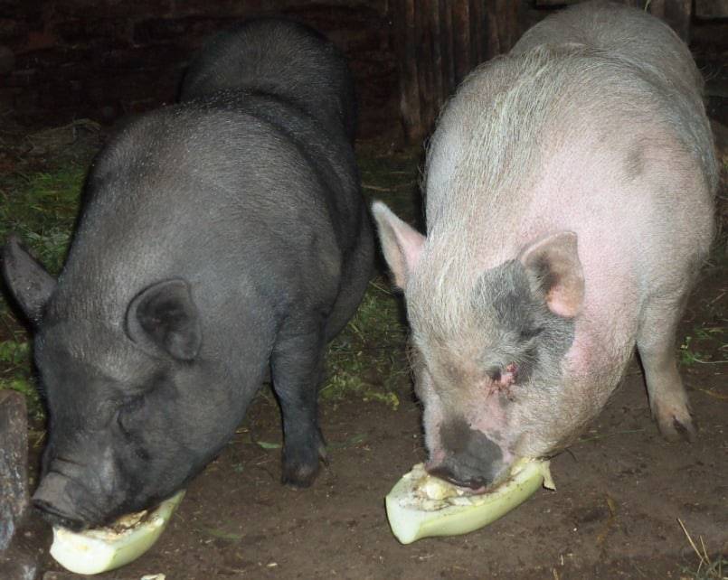 Содержание и рацион кормления вьетнамских вислобрюхих свиней