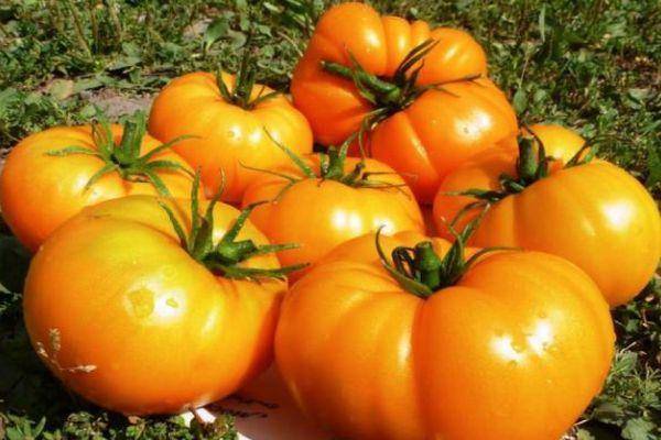 Оранжевый гигант: описание сорта томата, характеристики помидоров, посев