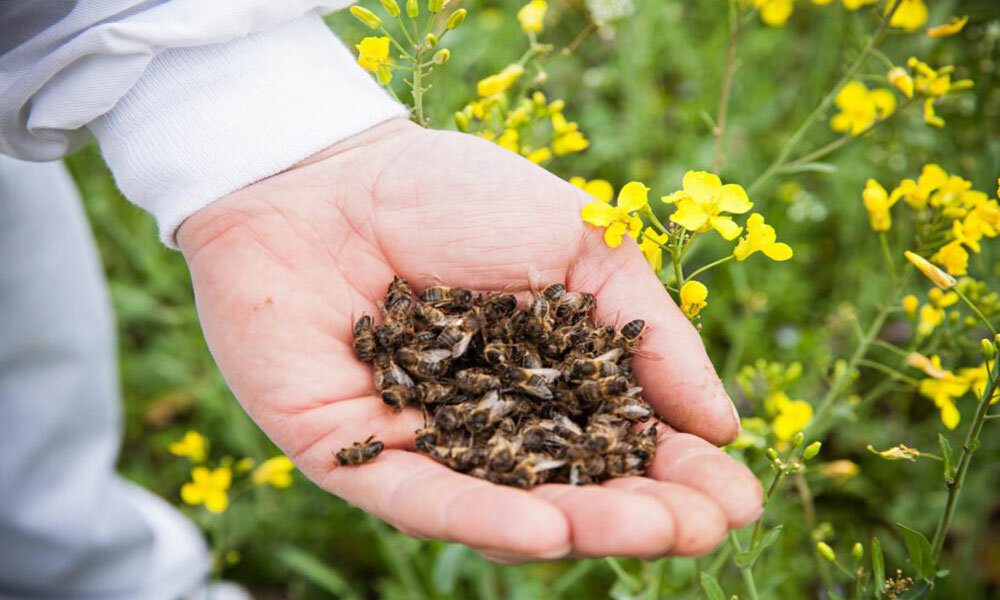 Пчелиный подмор: от чего помогает, польза и вред, применение в народной медицине и косметологии