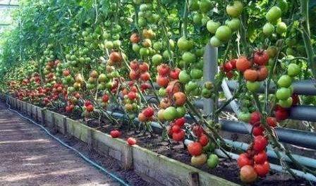 Когда опрыскивать помидоры от фитофторы