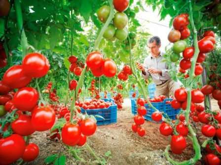 Выращиваем помидоры в теплице из поликарбоната: посадка и уход
