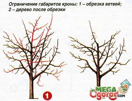 Как обрезать плодовые деревья – все о видах крон и их формировании в картинках