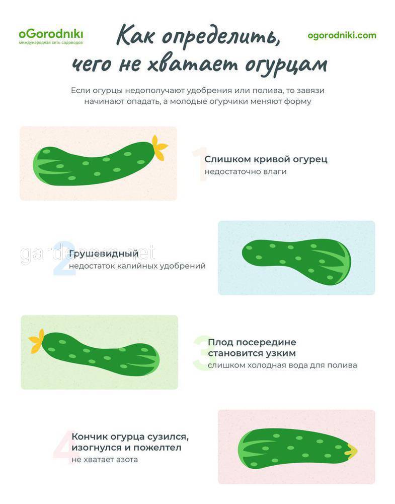 Форма плодов огурца. Формы огурцов при недостатке микроэлементов. Как по форме огурца определить чего не хватает. Как понять чего не хватает огурцам по форме. Чего не хватает огурцам по форме плода.