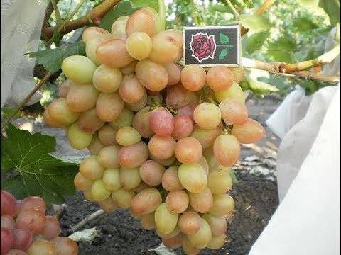 Виноград софия: описание сорта, правила выращивания