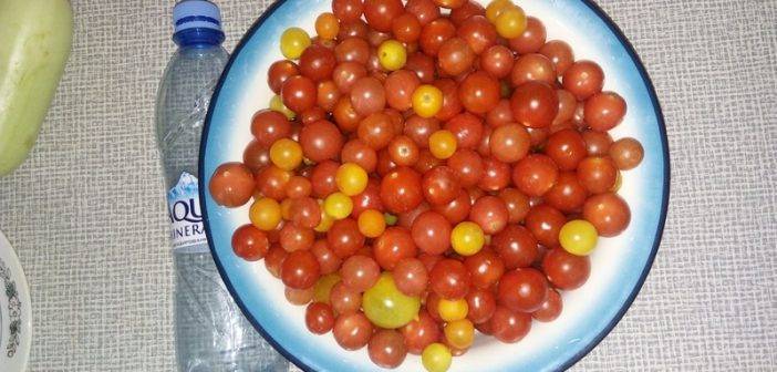 Сорт томата «коричневый сахар»: описание, характеристика, посев на рассаду, подкормка, урожайность, фото, видео и самые распространенные болезни томатов