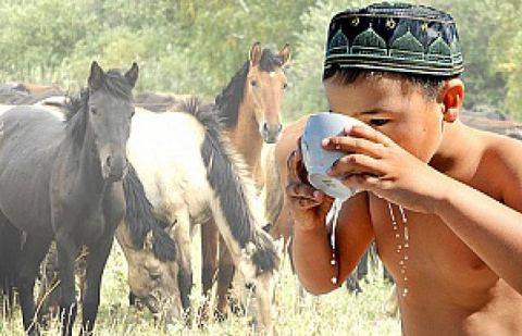 Молочная продуктивность и производство кобыльего молока башкирской лошади
